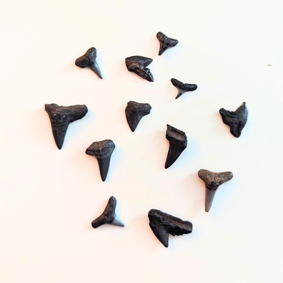 15 Shark Teeth