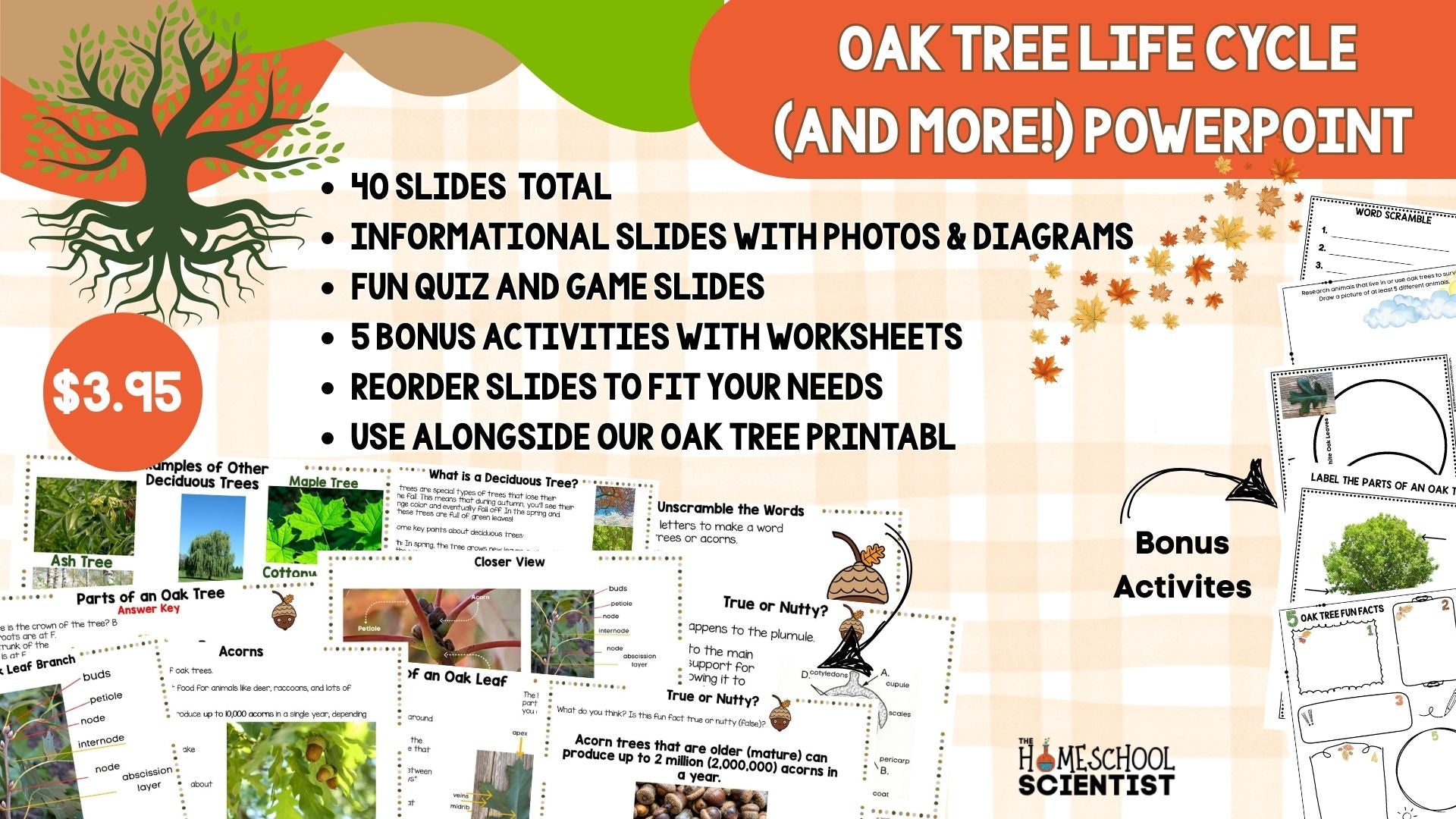 All About Oak Trees & Acorns Powerpoint Presentation