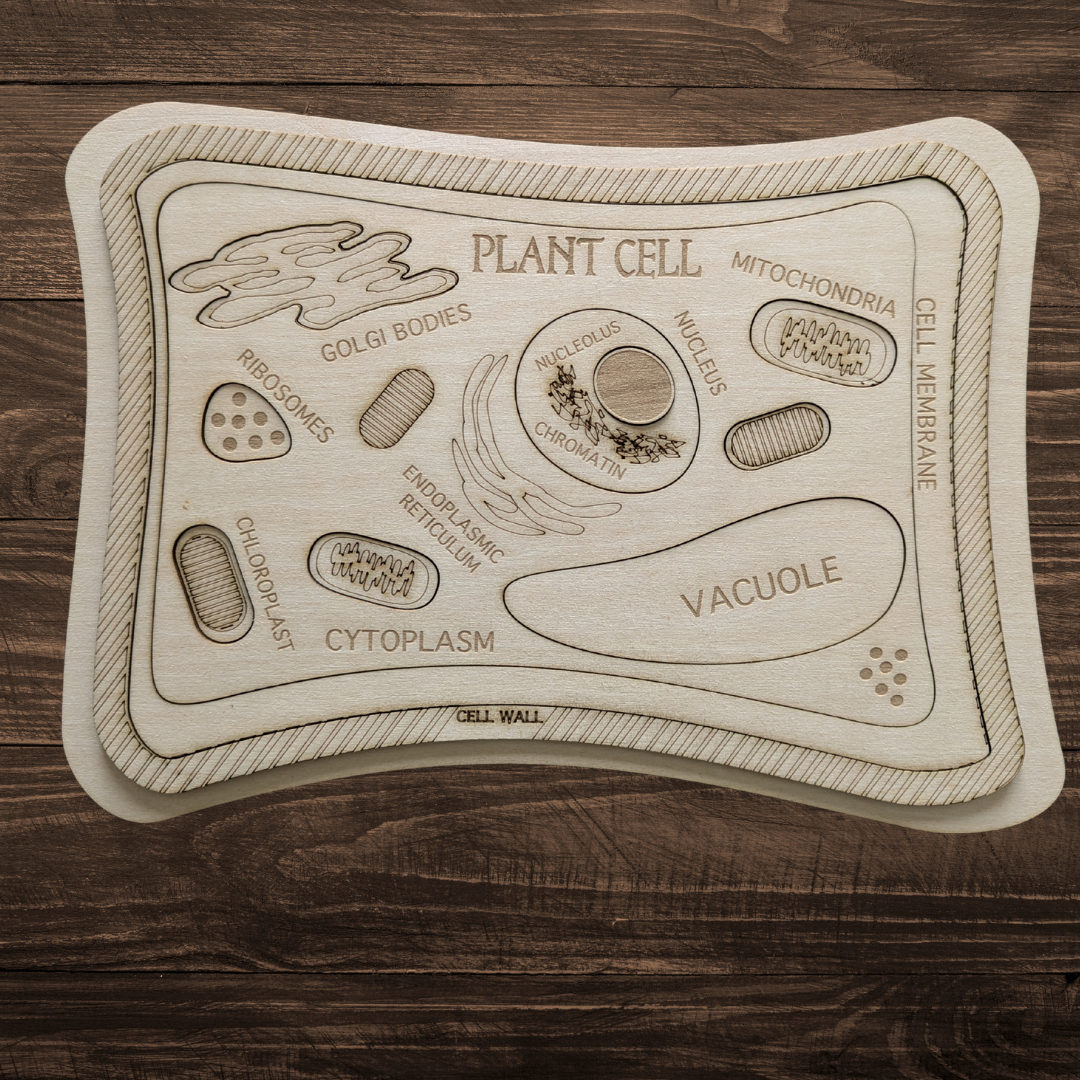 Montessori Plant Cell DIY Puzzle Kit – Hands-On Biology Learning for Kids